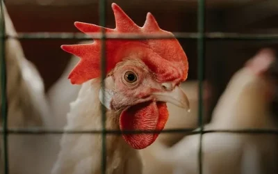 7 things to keep in mind when handling raw poultry and meat.