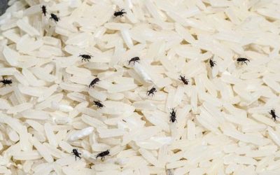 10 ways to keep the Weevils out from your food